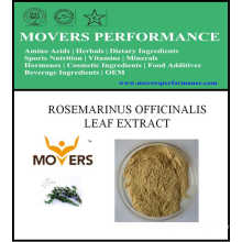 Hot Slaes Cosmetic Ingredient: Rosmarinus Officinalis Leaf Extract
